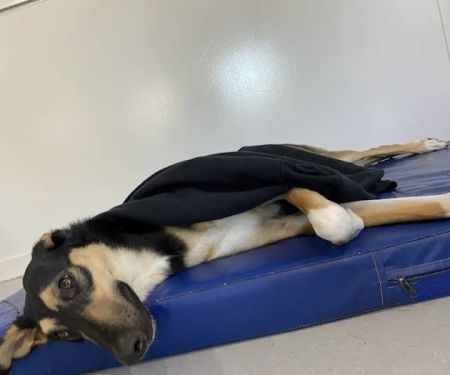 PetCentre Animal Hospital