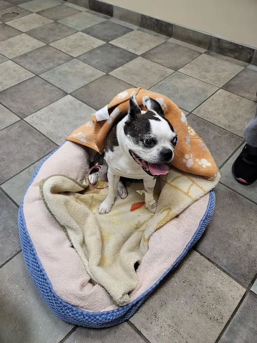 MedVet Northern Virginia Picture 1