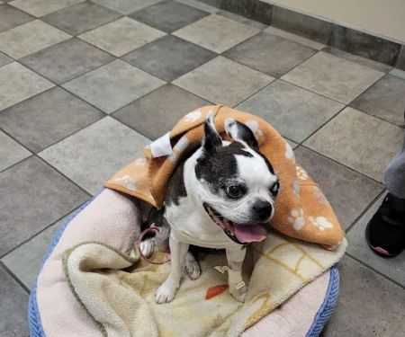 MedVet Northern Virginia