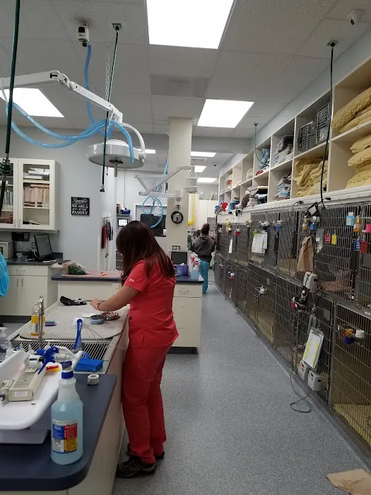 MedVet Northern Virginia Picture 9