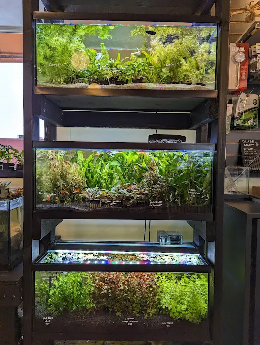 Rivershore Aquariums Picture 6