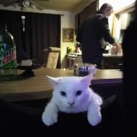 Petco ico