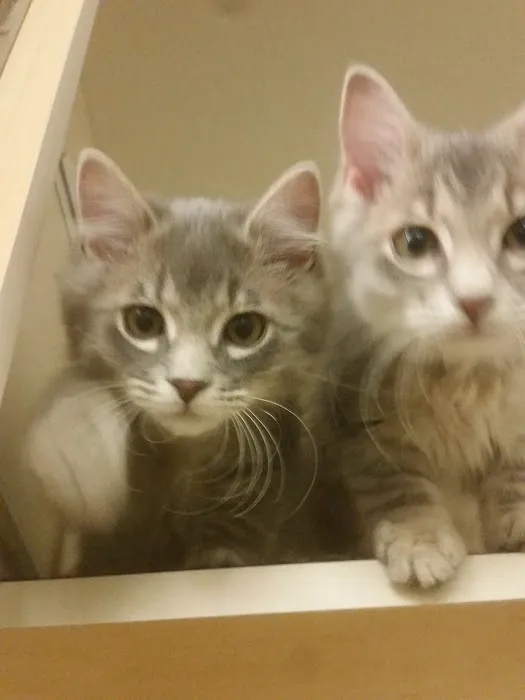 Petco Picture 2
