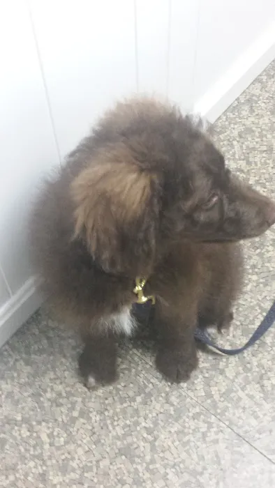 Morganna Animal Clinic & Boarding Kennel Picture 7
