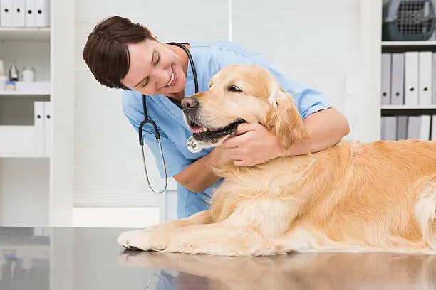 Morganna Animal Clinic & Boarding Kennel Picture 6