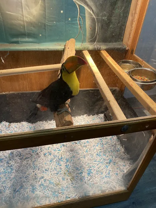 Egyptian Parrot Petshop Picture 2