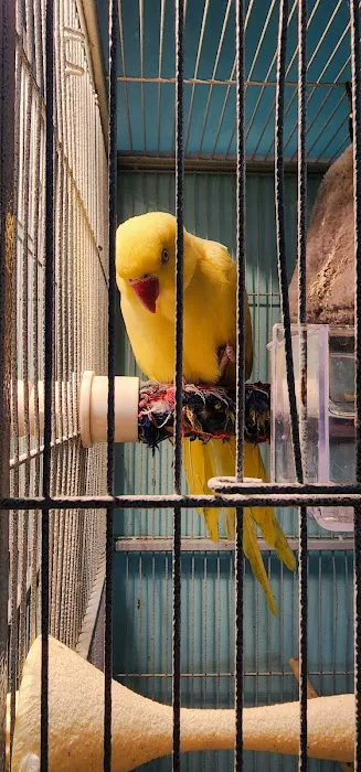 Egyptian Parrot Petshop Picture 1