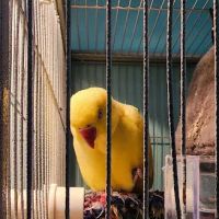 Egyptian Parrot Petshop ico