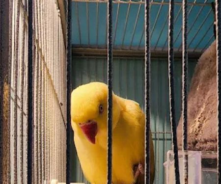 Egyptian Parrot Petshop