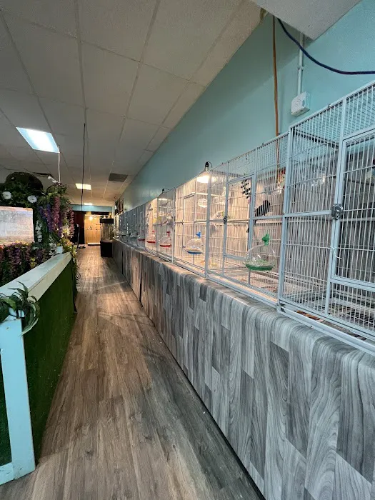 Egyptian Parrot Petshop Picture 5