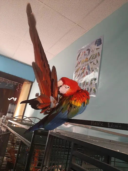 Egyptian Parrot Petshop Picture 10
