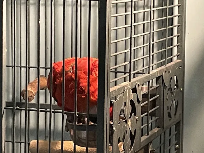 Egyptian Parrot Petshop Picture 6
