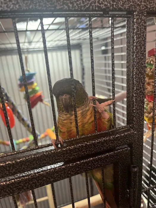 Egyptian Parrot Petshop Picture 8