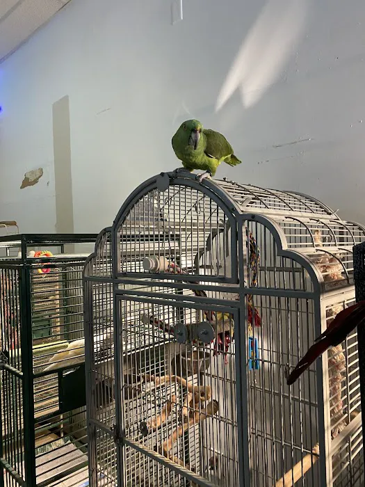 Egyptian Parrot Petshop Picture 4