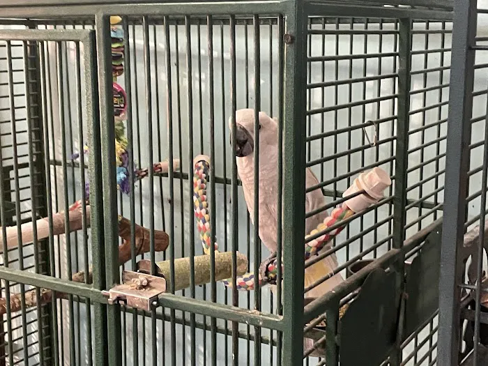Egyptian Parrot Petshop Picture 7