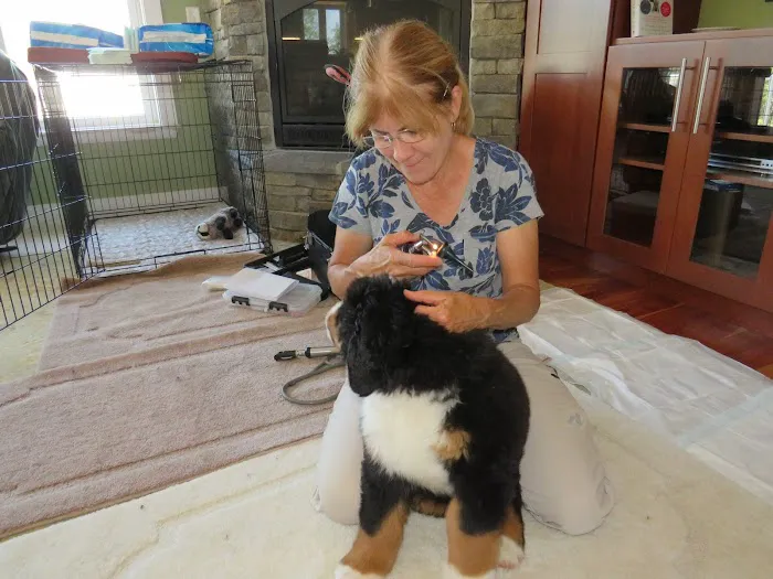 Redbud Veterinary Services Picture 4