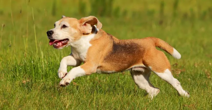 Redbud Veterinary Services Picture 3