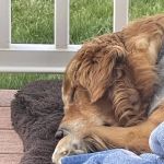 Redbud Veterinary Services