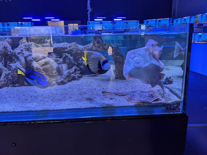 ReefCo Picture 6