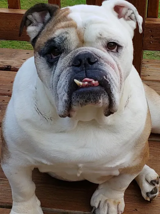 Shenandoah Animal Hospital Picture 1