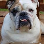 Shenandoah Animal Hospital