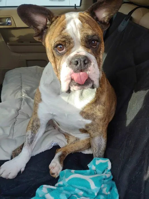 Shenandoah Animal Hospital Picture 7