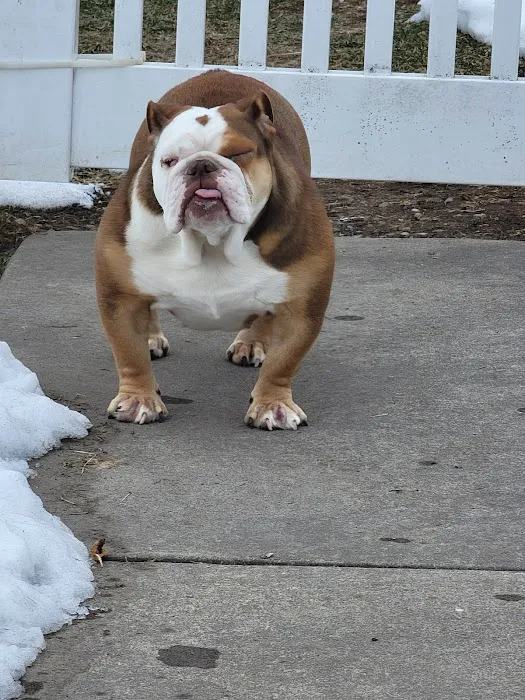 Shenandoah Animal Hospital Picture 9