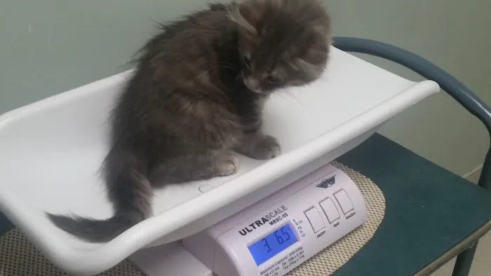 Shenandoah Animal Hospital Inc: Davis Erin M DVM Picture 1