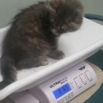 Shenandoah Animal Hospital Inc: Davis Erin M DVM
