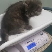 Shenandoah Animal Hospital Inc: Davis Erin M DVM ico