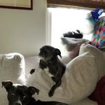 Southside Animal Hospital