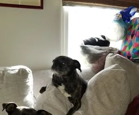 Southside Animal Hospital