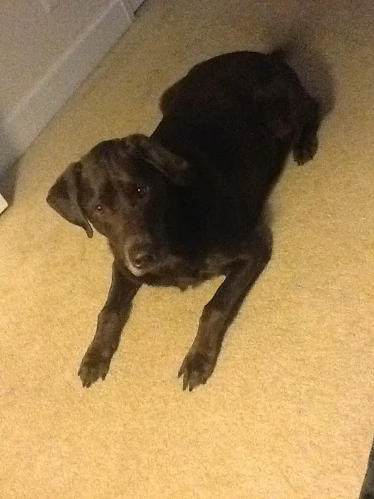 Southside Animal Hospital Picture 6