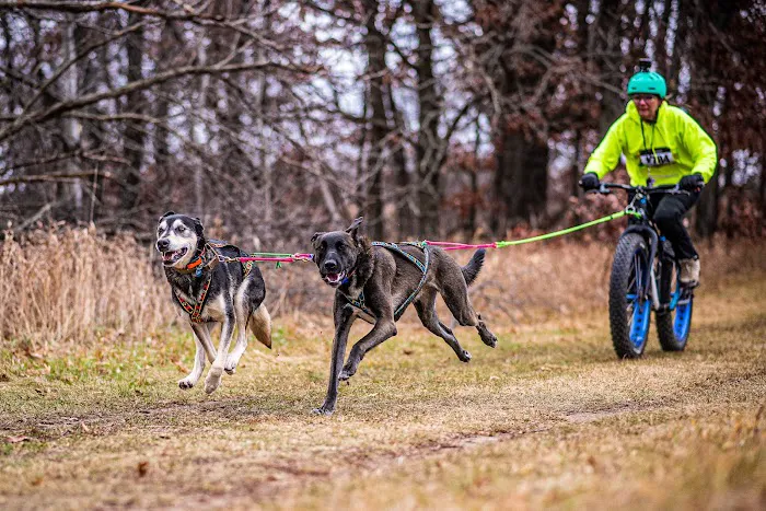 Jack and the Pack Picture 4