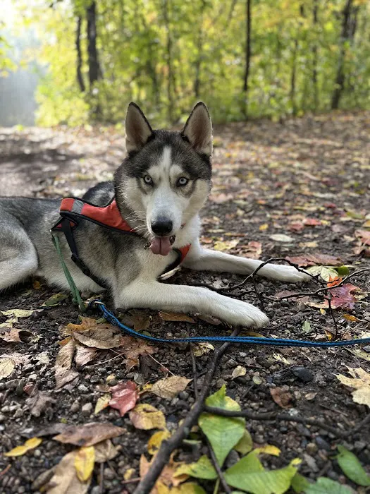 Jack and the Pack Picture 9