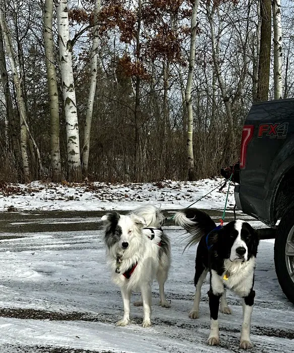 Jack and the Pack Picture 7