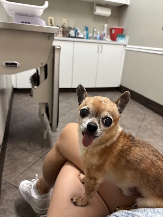 Signal Hill Animal Clinic Picture 5