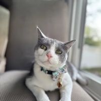 Signal Hill Animal Clinic ico
