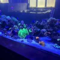 Aquatic System Solutions ico