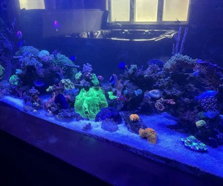 Aquatic System Solutions