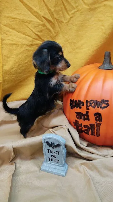 Four Paws and a Tail Picture 4