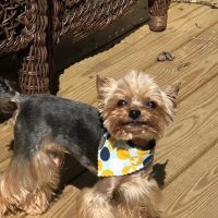 Aquia-Garrisonville Animal Hospital ico
