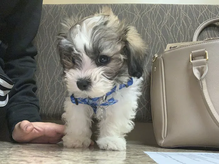 Aquia-Garrisonville Animal Hospital Picture 9