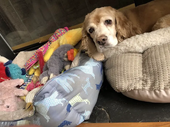 Aquia-Garrisonville Animal Hospital Picture 6