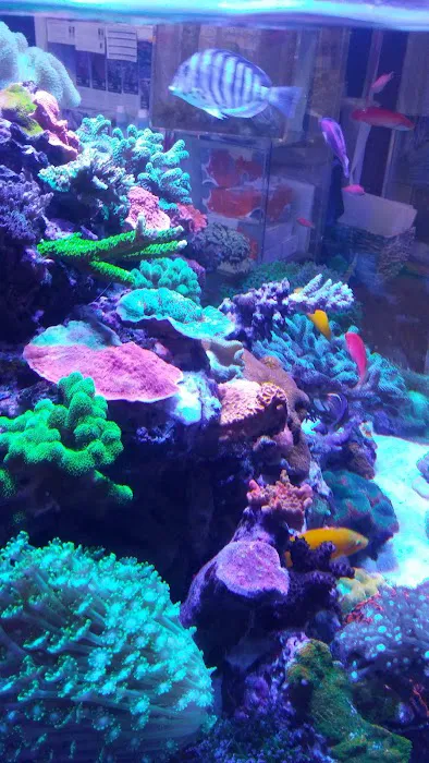 New Wave Aquaria Picture 5