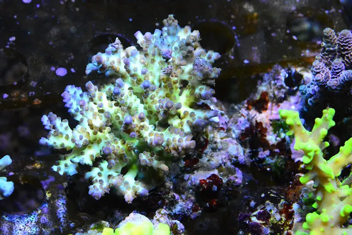 New Wave Aquaria Picture 1