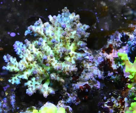 New Wave Aquaria