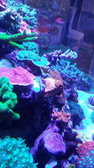 New Wave Aquaria Picture 4