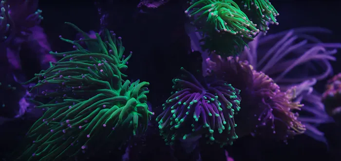 New Wave Aquaria Picture 2