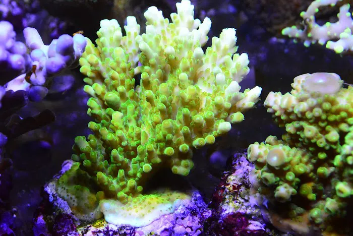 New Wave Aquaria Picture 3